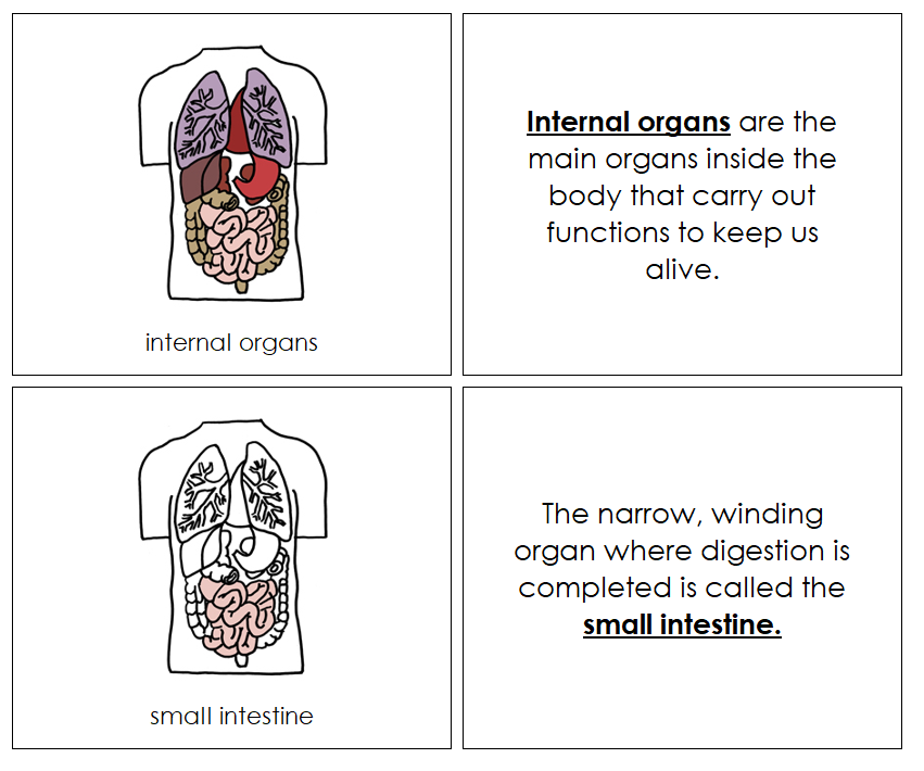 Human Body Internal Organs Nomenclature Book - Montessori Print Shop Digital Download