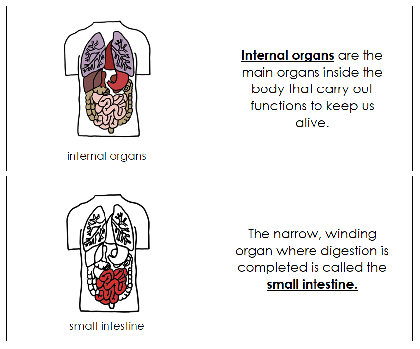 Human Internal Organs Nomenclature Book - Montessori Print Shop Digital Download