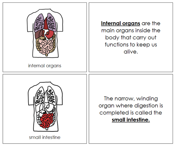 Human Internal Organs Nomenclature Book - Montessori Print Shop