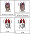 Internal Organs Nomenclature 3-Part Cards (red) - Montessori Print Shop