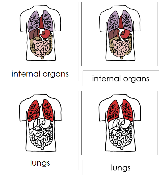 Internal Organs Nomenclature 3-Part Cards (red) - Montessori Print Shop Digital Download