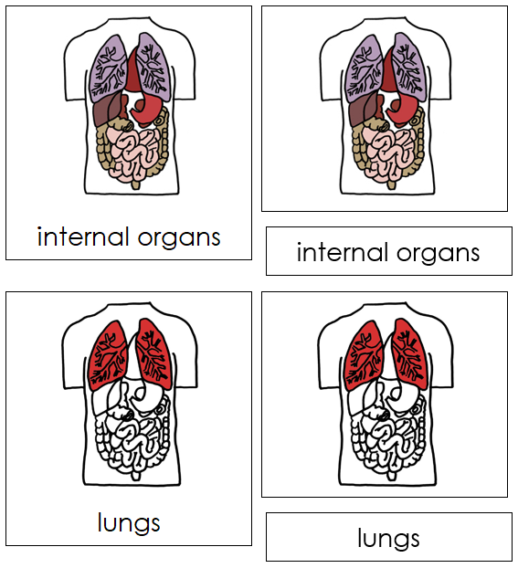 Internal Organs Nomenclature Cards (red) - Montessori Print Shop