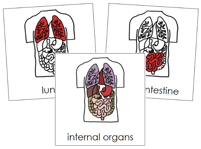 Internal Organs Nomenclature Cards (red) - Montessori Print Shop Digital Download