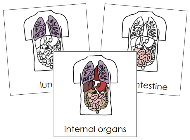 Internal Organs Nomenclature Cards - Montessori Print Shop Digital Download
