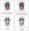 Internal Organs Nomenclature 3-Part Cards - Montessori Print Shop