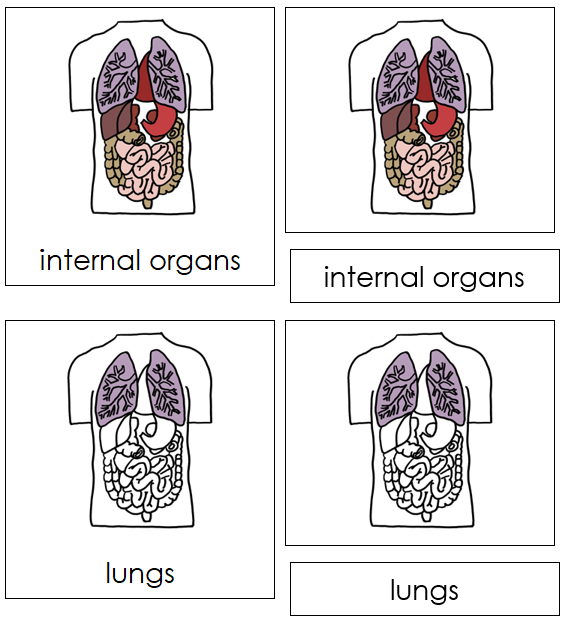 Internal Organs Nomenclature 3-Part Cards - Montessori Print Shop Digital Download