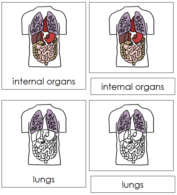 Internal Organs Nomenclature Cards - Montessori Print Shop