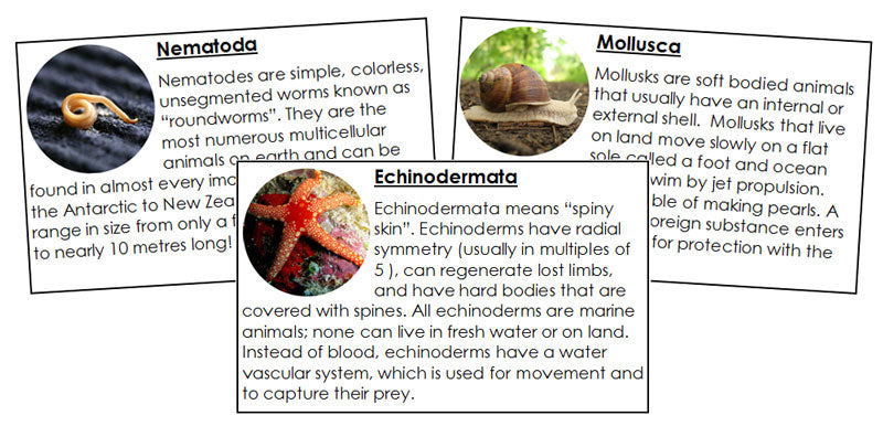 Invertebrate Information Cards - Montessori Print Shop Digital Download