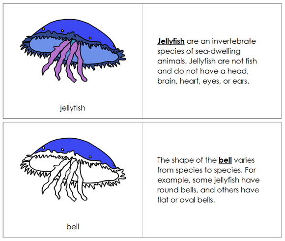 Parts of a Jellyfish Nomenclature Book - Montessori Print Shop Digital Download