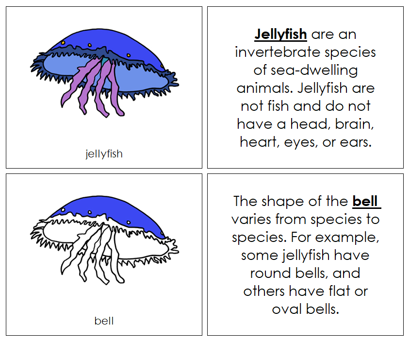 Jellyfish Nomenclature Book - Montessori Print Shop Digital Download