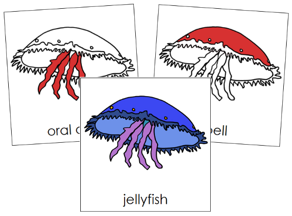 Parts of a Jellyfish Nomenclature Cards (red) - Montessori Print Shop Digital Download