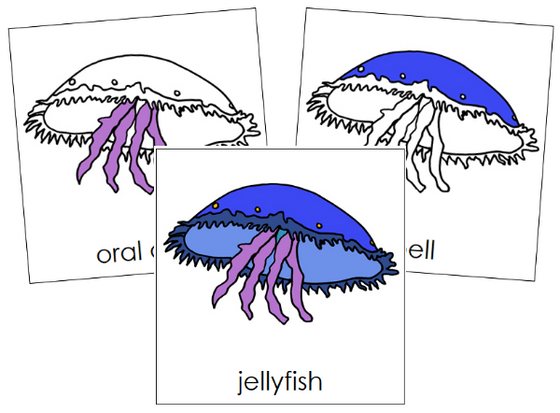 Parts of a Jellyfish 3-Part Nomenclature Cards - Montessori Print Shop Digital Download
