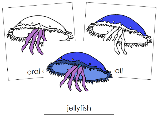 Parts of a Jellyfish 3-Part Nomenclature Cards - Montessori Print Shop Digital Download