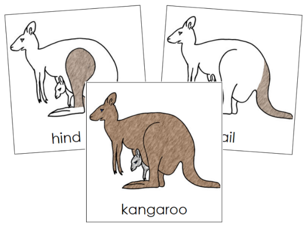 Parts of a Kangaroo 3-Part Nomenclature Cards - Montessori Print Shop Digital Download