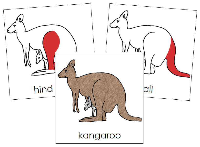 Kangaroo Nomenclature Cards (red) - Montessori Print Shop Digital Download