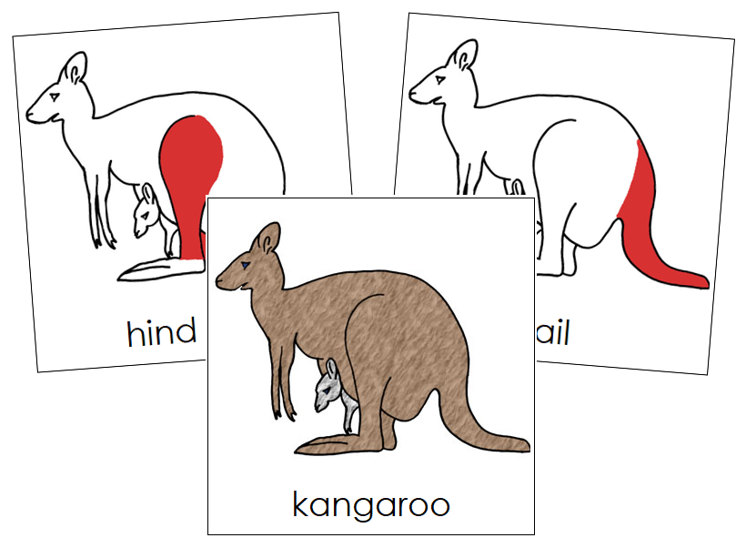 Kangaroo Nomenclature Cards (red) - Montessori Print Shop