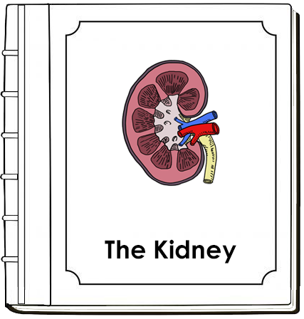 Human Kidney Nomenclature Book (red) - Montessori Print Shop Digital Download