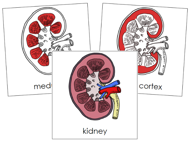 Kidney Nomenclature Cards (red) - Montessori Print Shop Digital Download