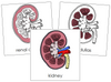 Kidney Nomenclature Cards - Montessori Print Shop