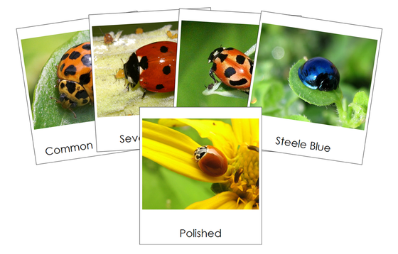 Types of Lady Beetles (Ladybugs) 3-Part Cards - Montessori Print Shop Digital Download