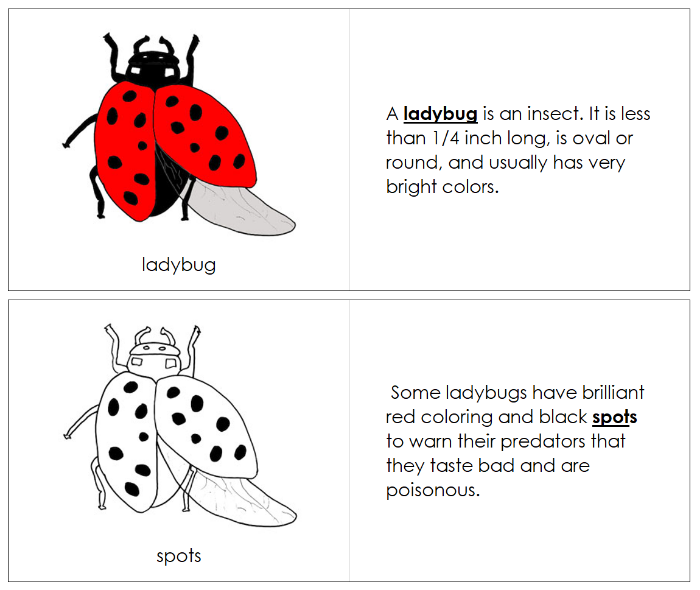 Parts of a Ladybug Nomenclature Book - Montessori Print Shop Digital Download