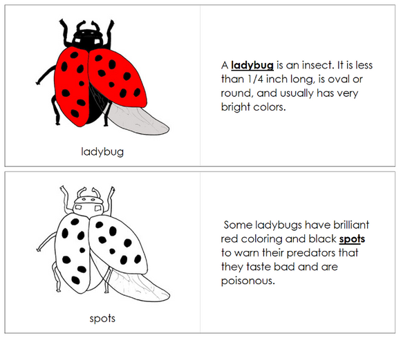 Parts of a Ladybug Nomenclature Book - Montessori Print Shop Digital Download