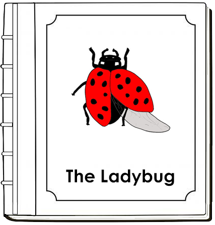 Parts of a Ladybug Nomenclature Book - Montessori Print Shop Digital Download