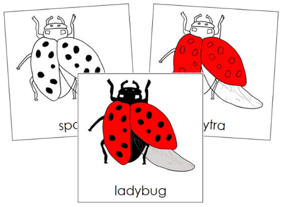 Parts of a Ladybug 3-Part Nomenclature  Cards - Montessori Print Shop Digital Download
