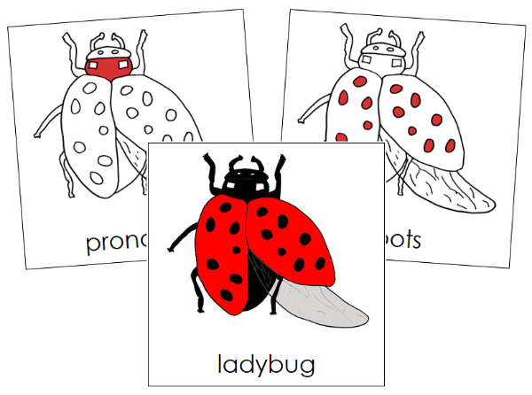 Parts of a Ladybug Nomenclature Cards (red) - Montessori Print Shop Digital Download