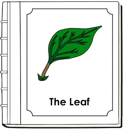 Parts of a Leaf Nomenclature Book - Montessori Print Shop Digital Download