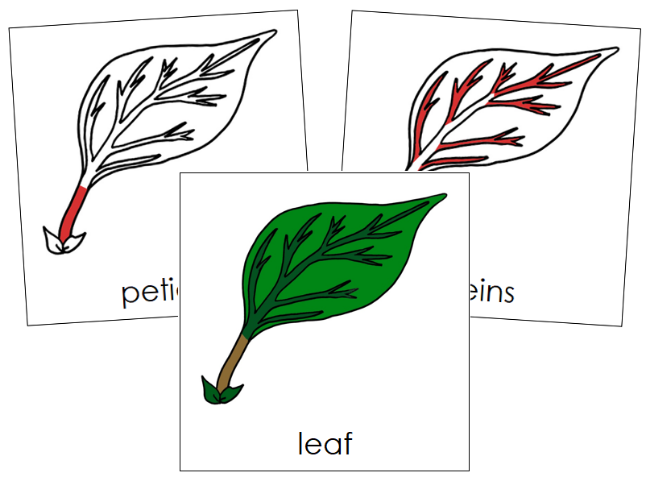 Leaf Nomenclature Cards (red) - Montessori Print Shop Digital Download