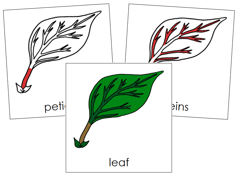 Leaf Nomenclature Cards (red) - Montessori Print Shop