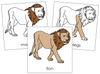 Lion Nomenclature Cards - Montessori Print Shop