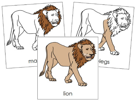Parts of a Lion 3-Part Nomenclature Cards - Montessori Print Shop Digital Download