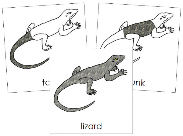 Parts of a Lizard 3-Part Nomenclature Cards - Montessori Print Shop Digital Download