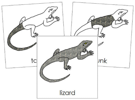 Parts of a Lizard 3-Part Nomenclature Cards - Montessori Print Shop Digital Download