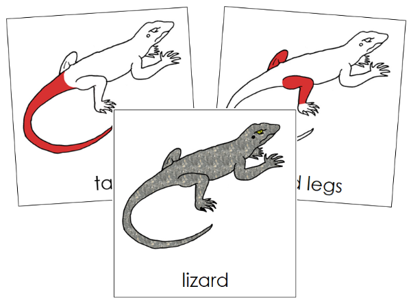 Parts of a Lizard Nomenclature Cards (red) - Montessori Print Shop Digital Download