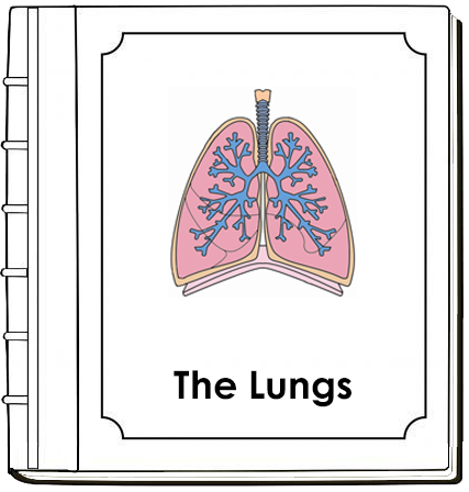 Parts of Human Lungs Nomenclature Book  - Montessori Print Shop Digital Download