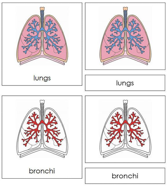 Parts of Human Lungs Nomenclature 3-Part Cards by Montessori Print Shop