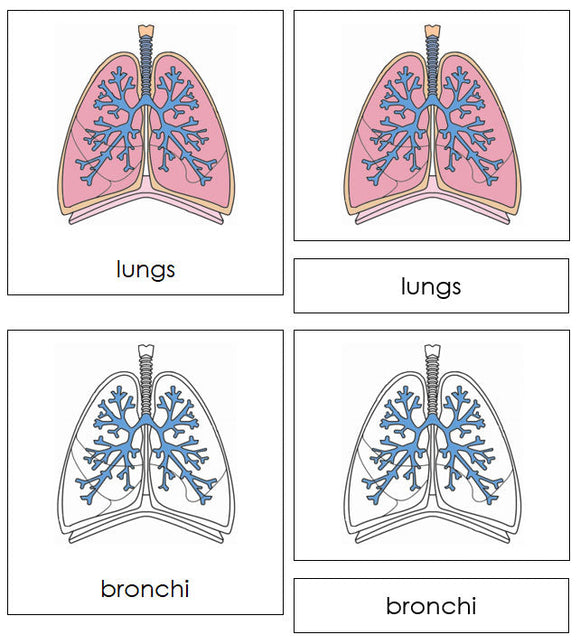 Human Lungs Nomenclature 3-Part Cards by Montessori Print Shop