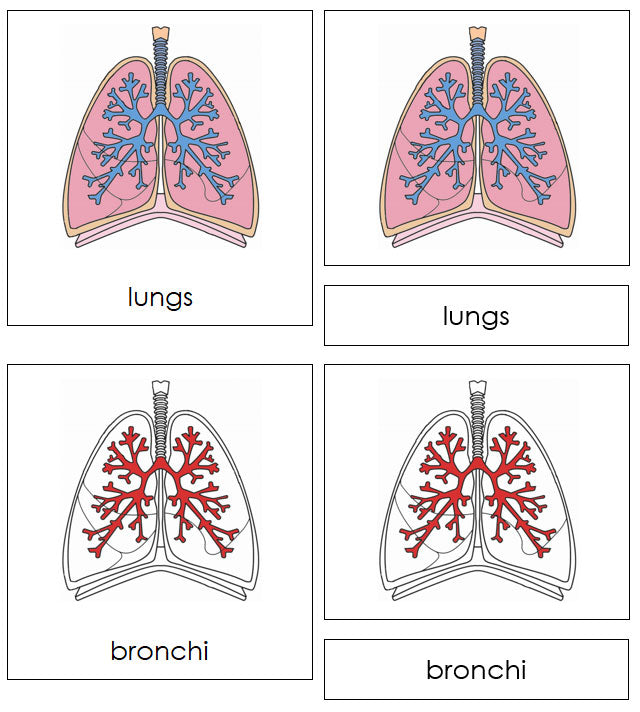Parts of Human Lungs Nomenclature 3-Part Cards - Montessori Print Shop Digital Download 