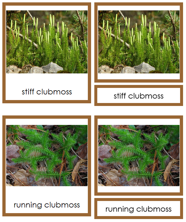 8 types of Lycopodiophyta (Club Mosses) - Montessori Print Shop Digital Download