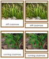 Lycopodiophyta Plants - Montessori Print Shop