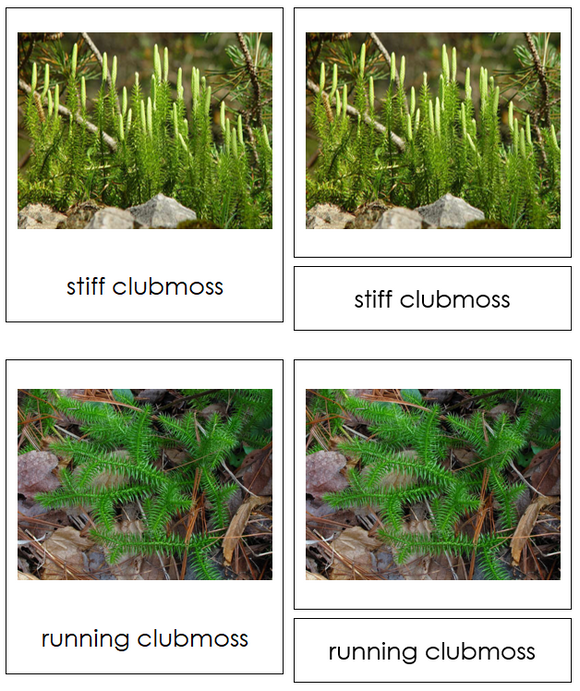 Division Lycopodiophyta - Montessori Plant Kingdom