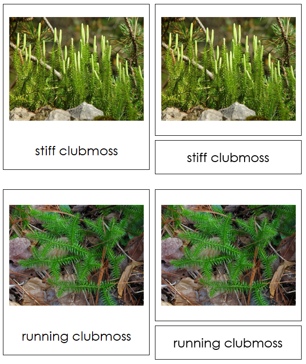 8 types of Lycopodiophyta (Club Mosses) - Montessori Print Shop