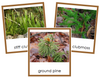 Division Lycopodiophyta Cards - Montessori Print Shop