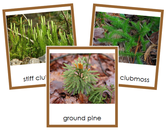 Division Lycopodiophyta Cards - Montessori Print Shop