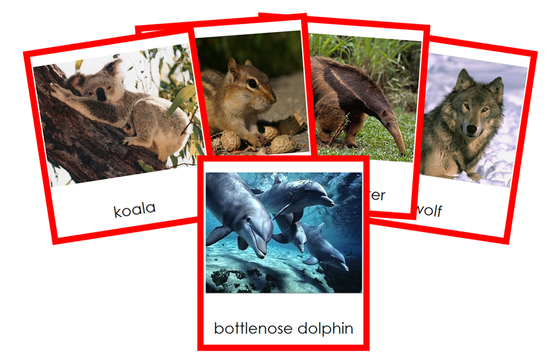 Types of Mammals (Mammalia) 3-Part Cards - Montessori Print Shop Digital Download
