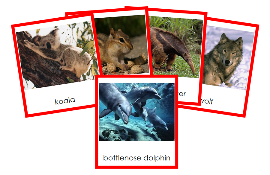 Types of Mammals (Mammalia) 3-Part Cards - Montessori Print Shop Digital Download