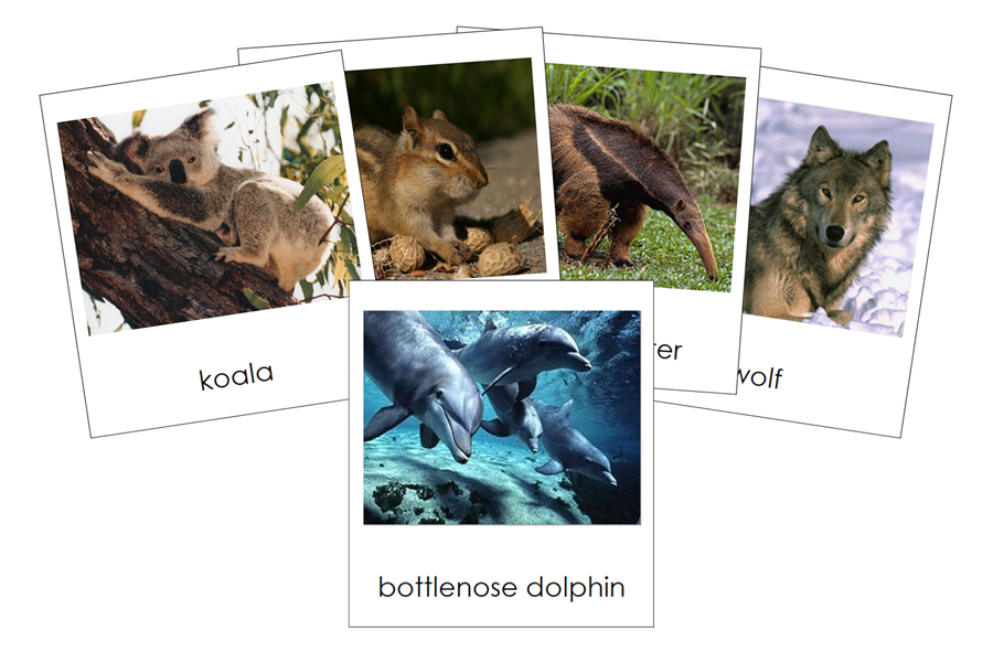 Types of Mammals 3-Part Cards - Animal Kingdom Cards - Montessori Print Shop Digital Download